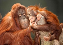 3D pohľadnica - Orangutans